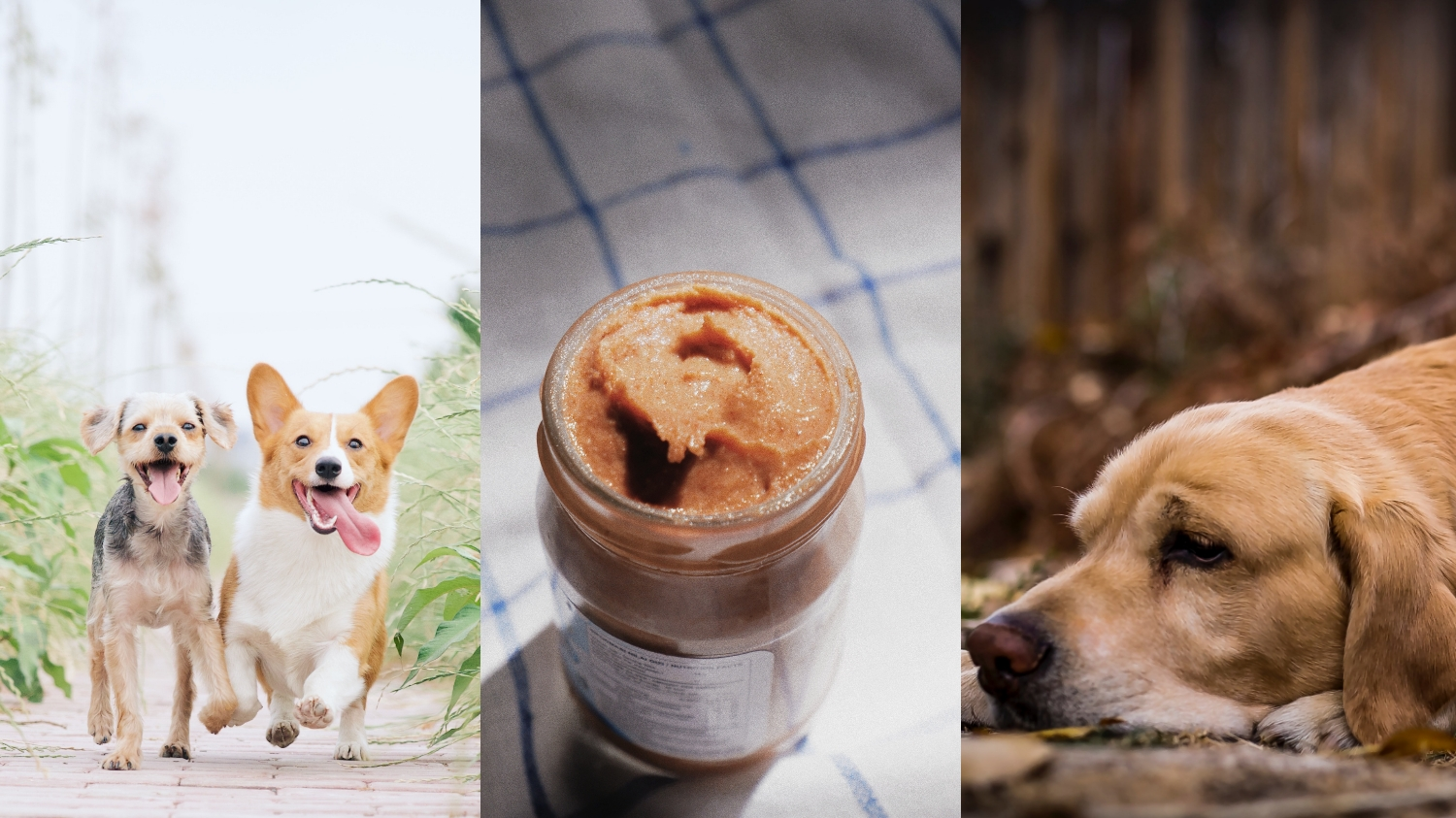 A mixture of images of dogs and peanut butter. The image shows the effects of peanut butter on dogs.