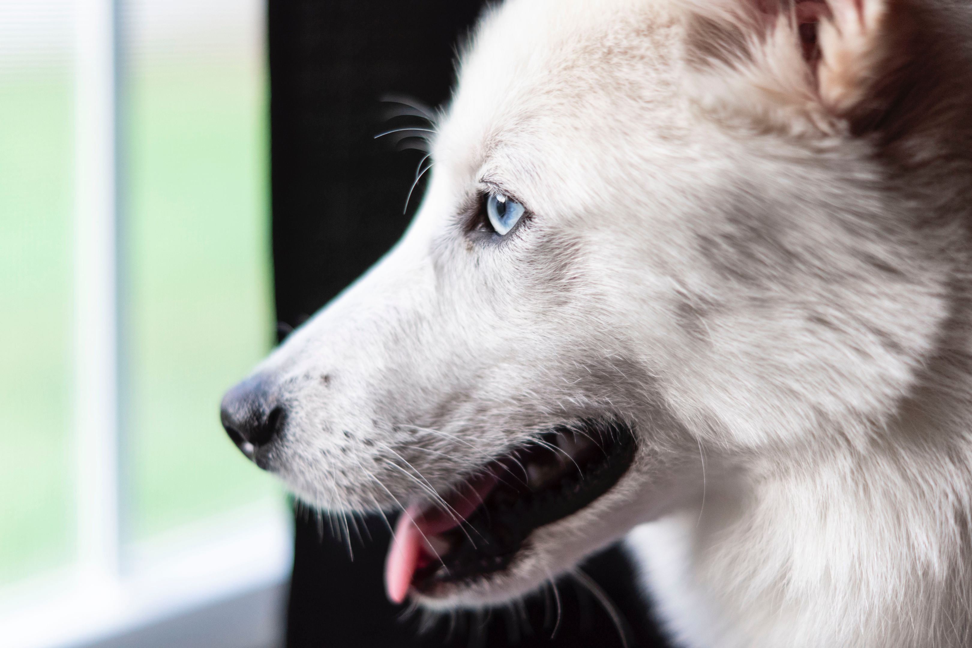 Corneal ulcers in dogs may lead to blindness!
