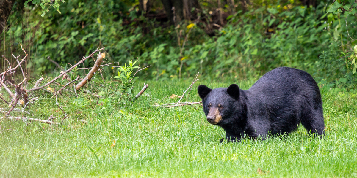 interesting animals in new jersey