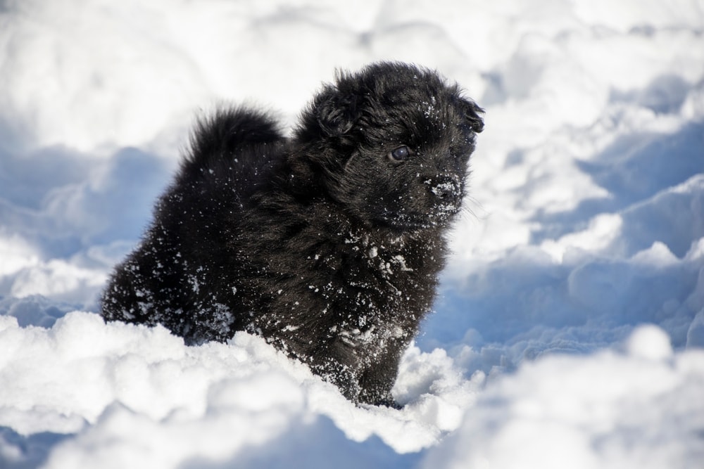 A Lappie puppy running in the snow