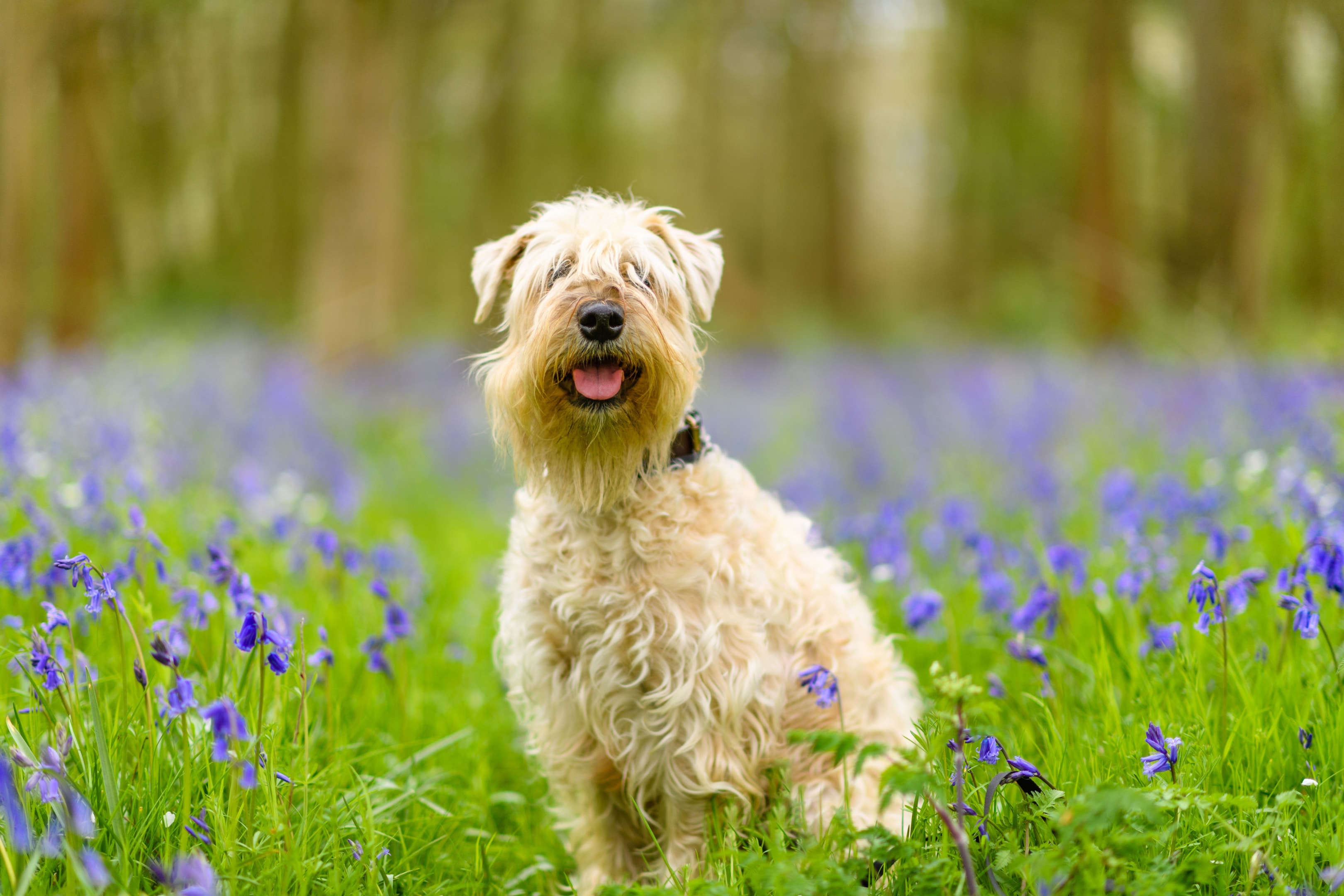 Wheaton terrier in field of flowers 