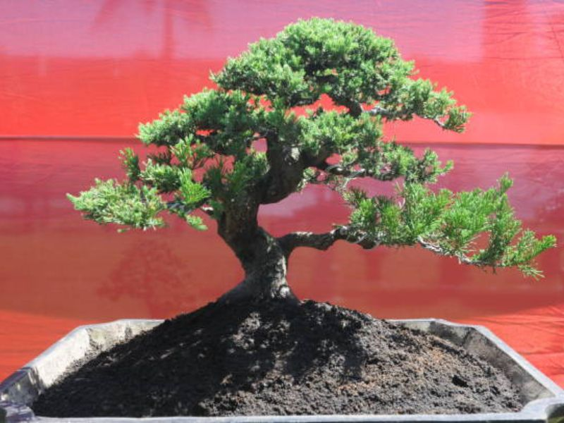 A Juniper bonsai displayed with a vivid red backdrop, underscoring the vitality provided by proper juniper bonsai soil.