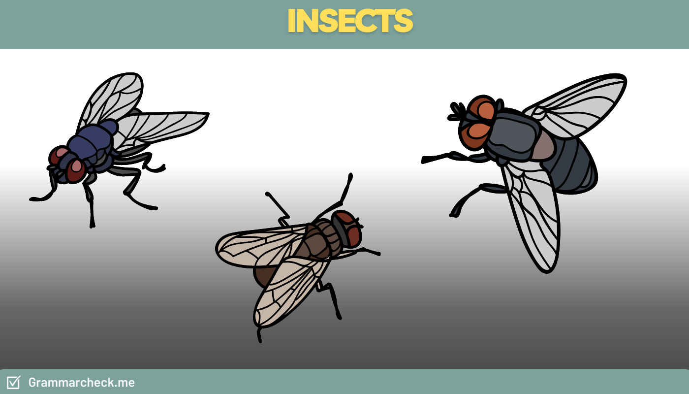 flies is the plural form of flying insects