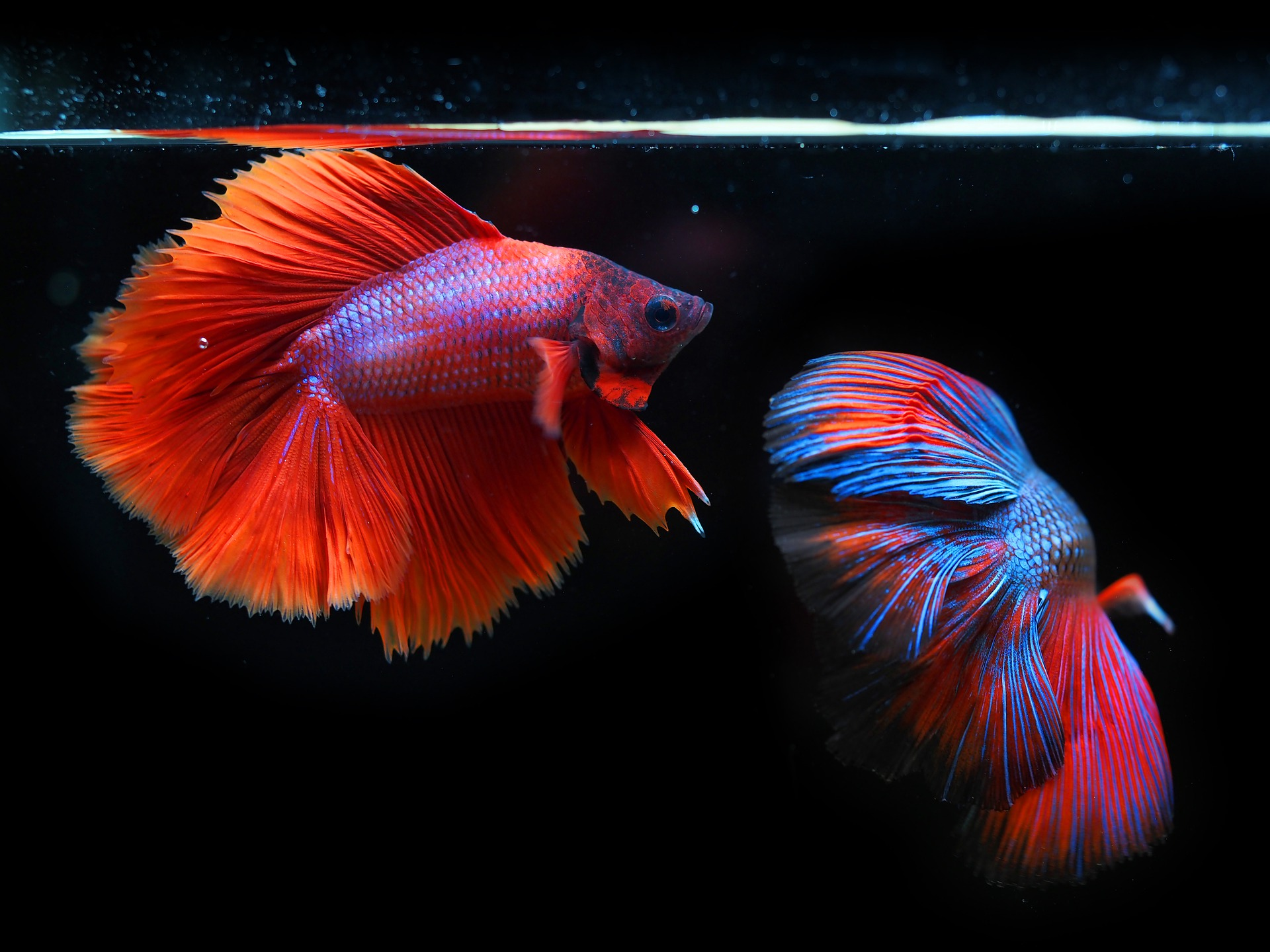 betta males