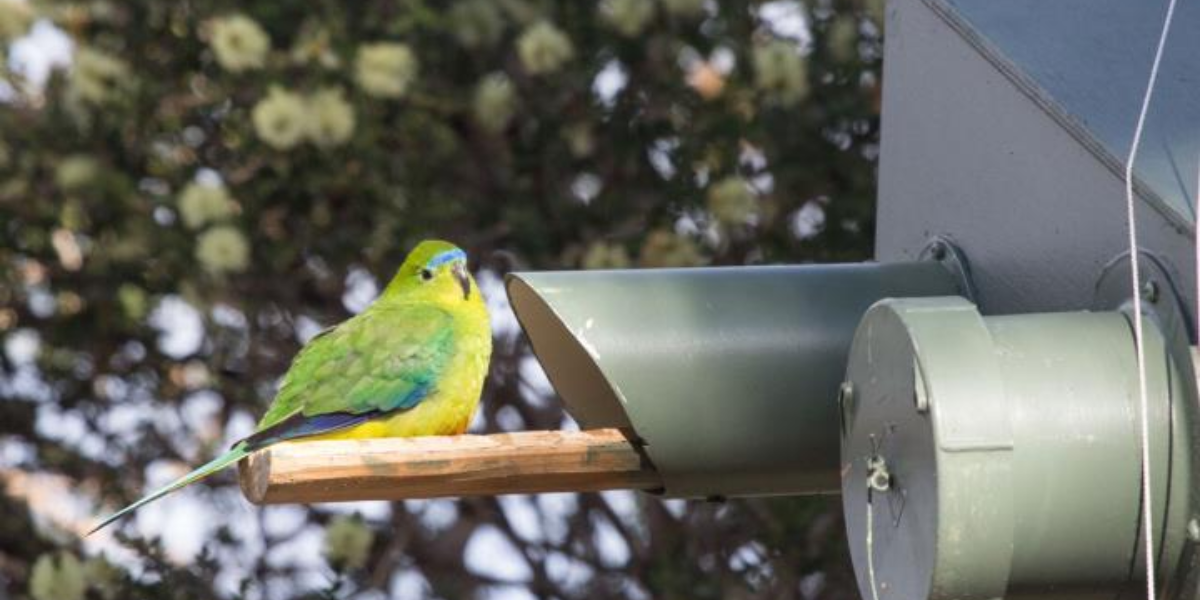 interesting animals in tasmania