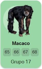 macaco no jogo do bicho
