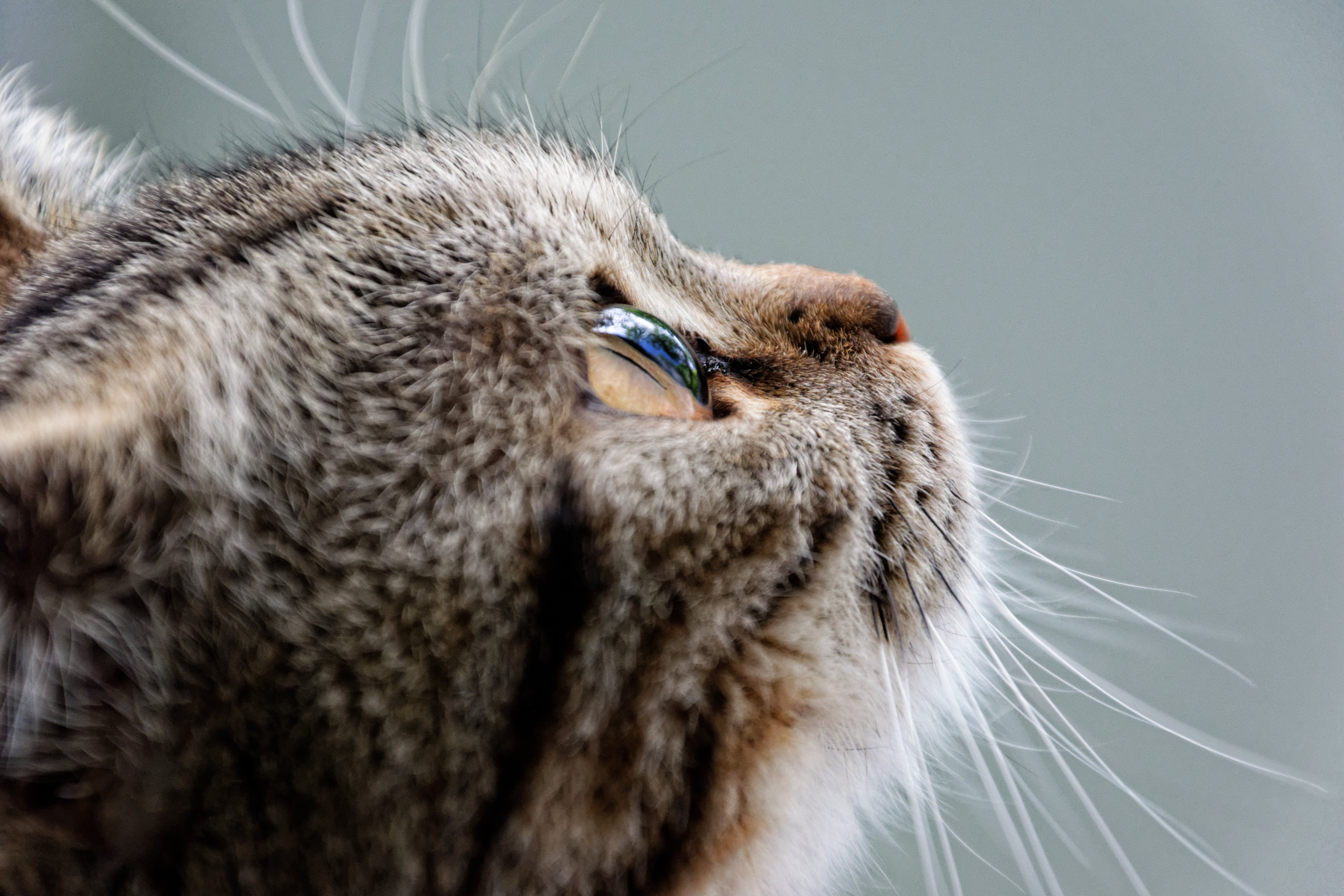 Males are also prone to breast cancer in cats.