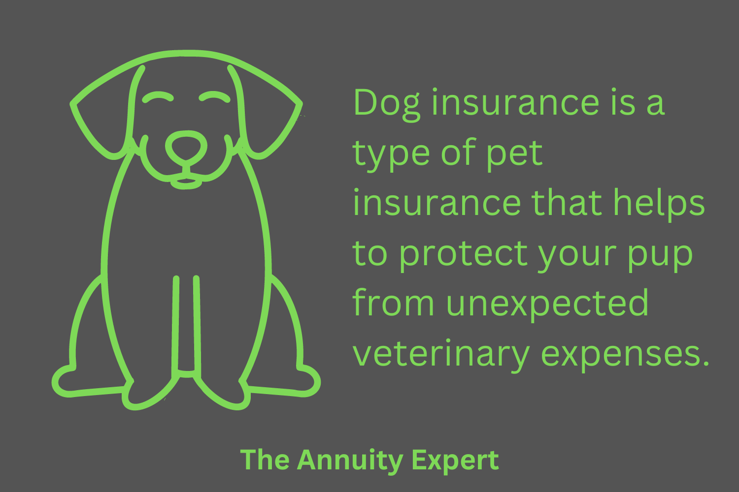 What Is Dog Insurance?