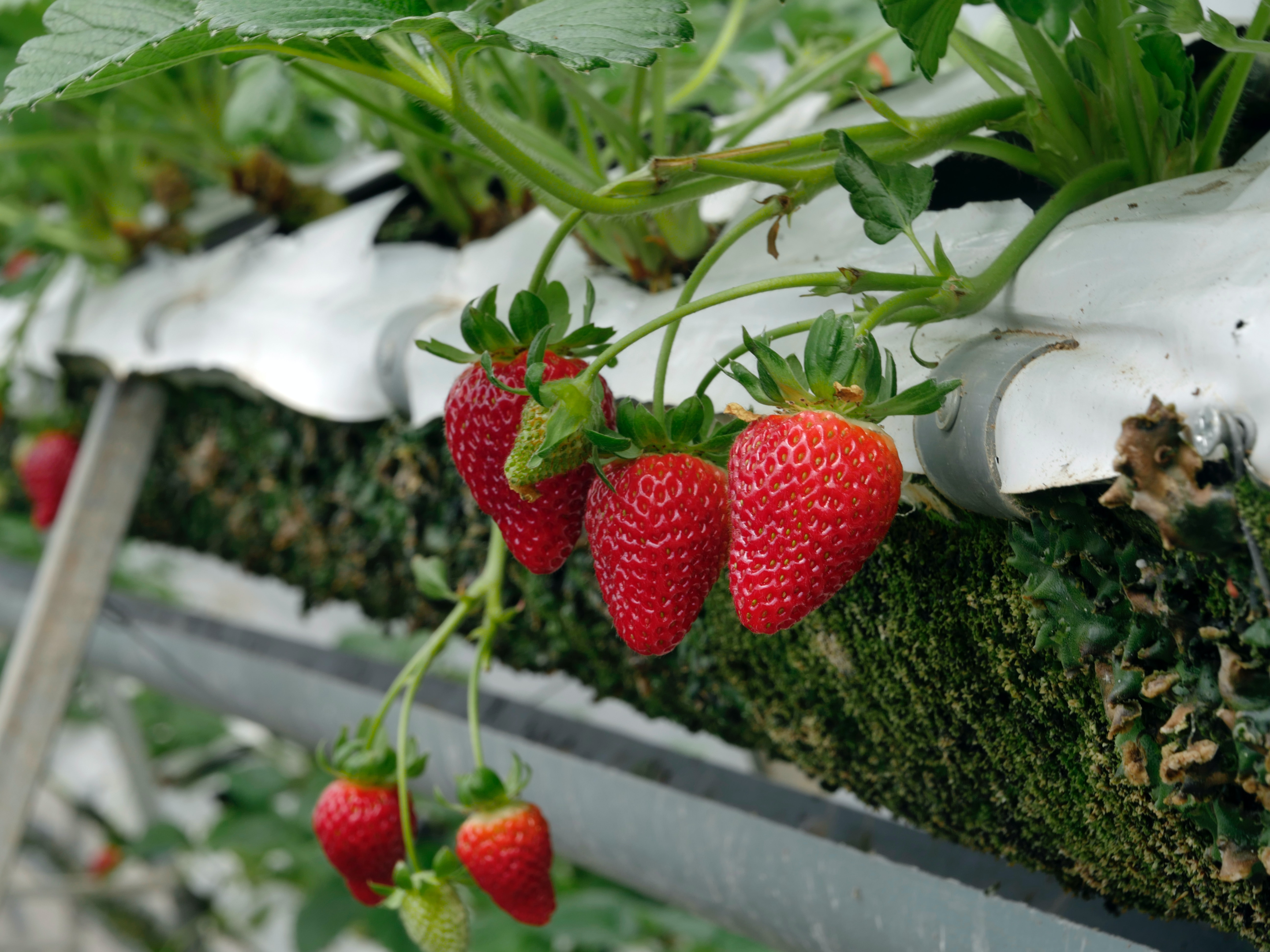 growing strawberries, hanging strawberry baskets, hanging strawberries