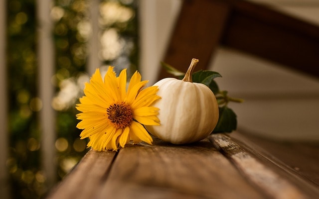 thanksgiving, pumpkin, fall, free wallpaper, thanksgiving decor for every budget, sit by the pumpkin and a cozy fire and read a good book, stock up on the best items early and make great memories