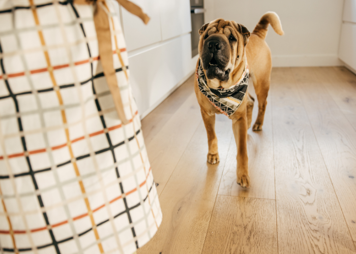 13 Best Dog Breeds with Low Separation Anxiety (2024)