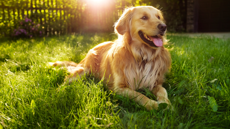 1755e559 113e 495d 993d 5e8cc4993158 The Ultimate Guide to Golden Retriever Names