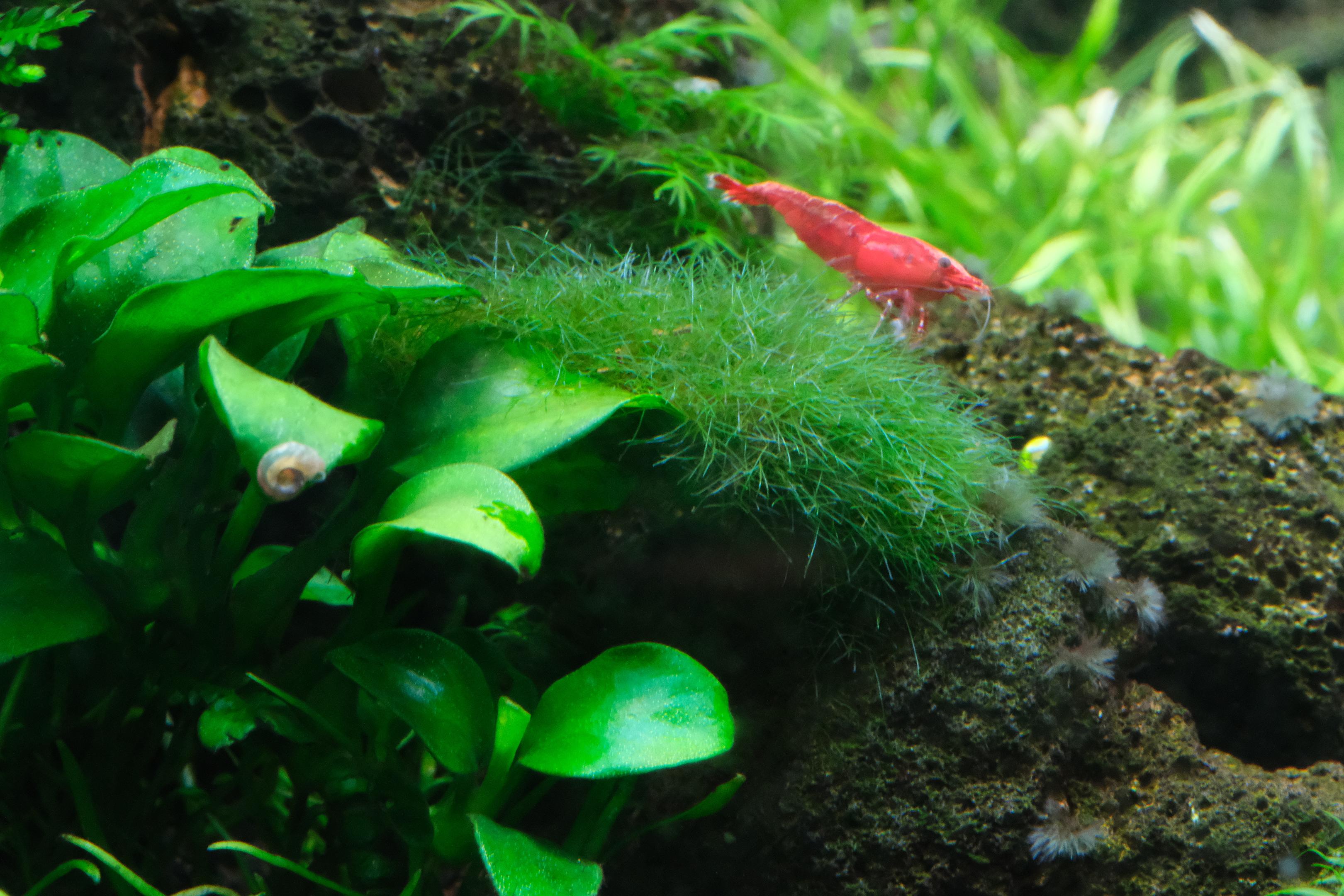 Close up of Cladophora growing near Anubias barteri nana 'petite'