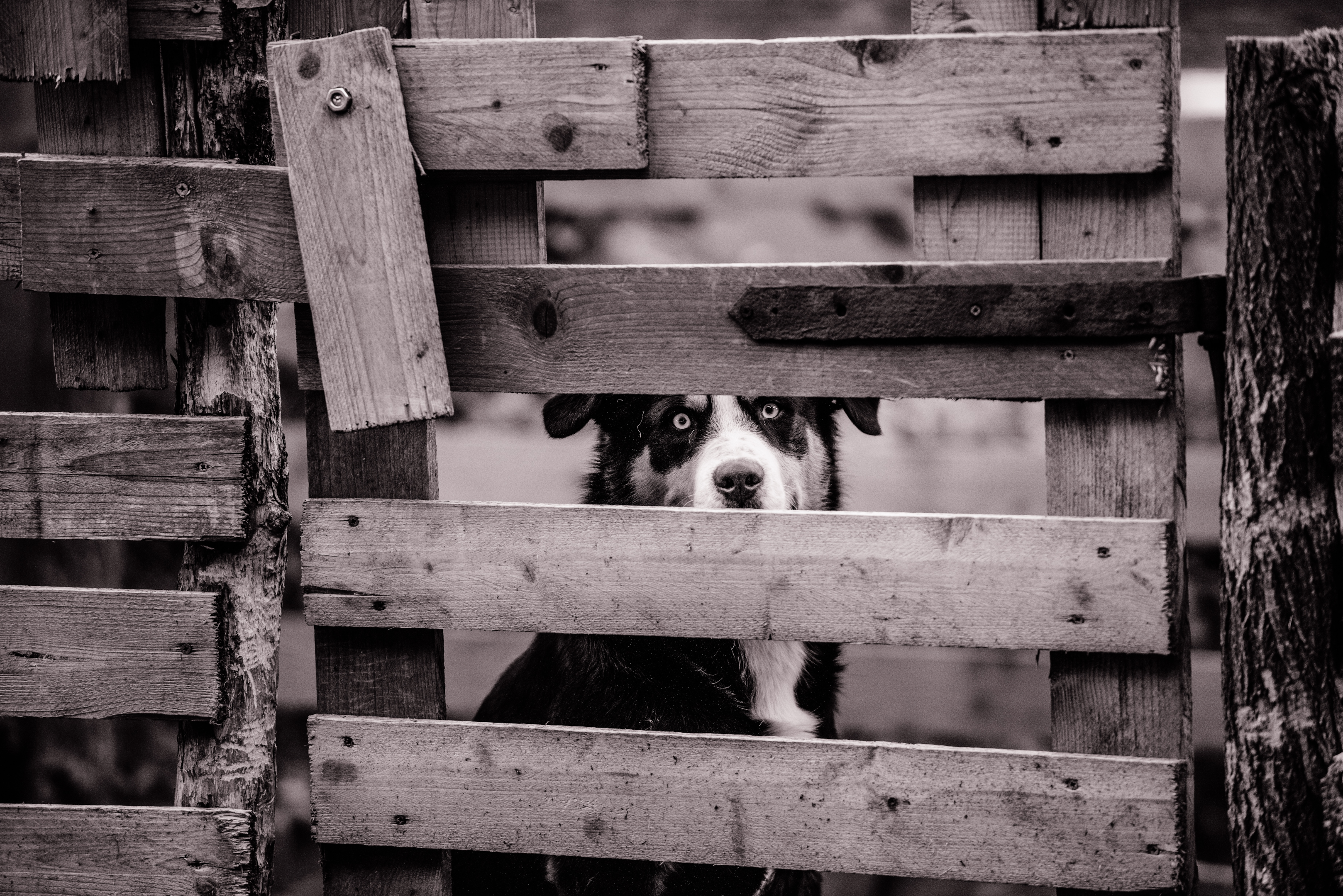 A responsible pet owner will fence their private property to prevent an animal attack.