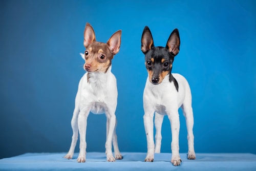 Two Toy Fox Terriers standing with a blue background