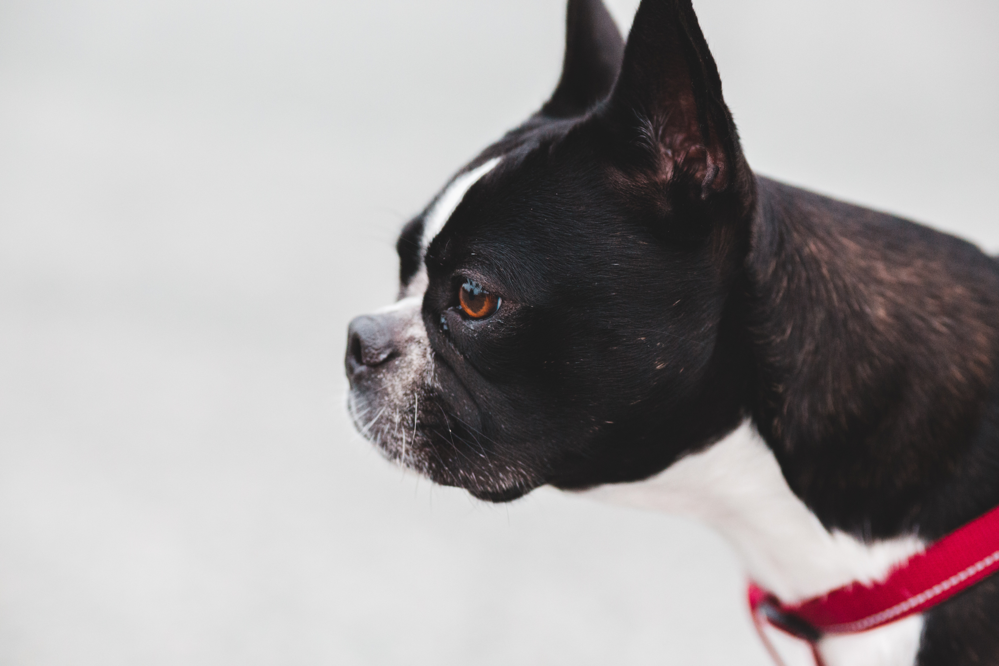 Senior Boston Terrier standing