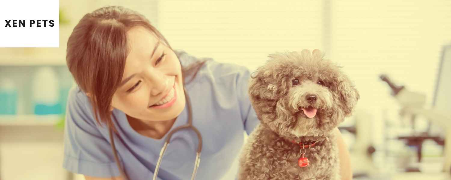 Discuss health conditions with vet