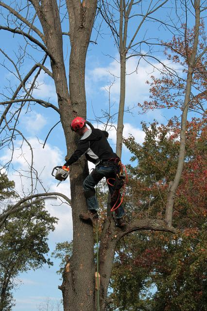 tree professional pruning a branches