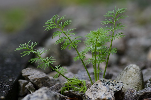 small tree, stone, fortitude