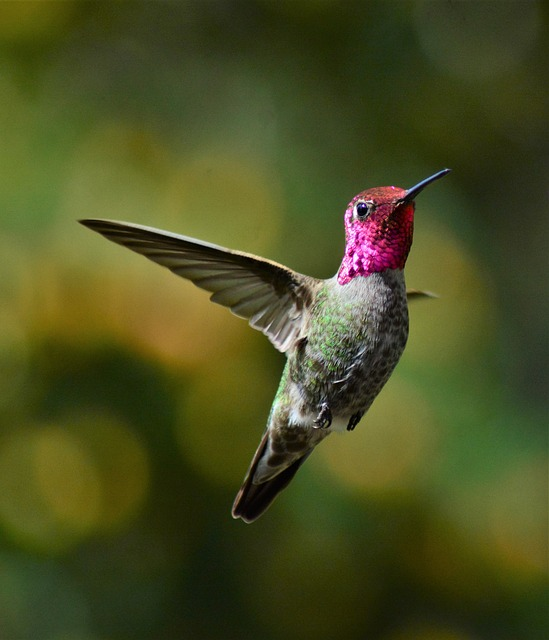hummingbird, bird, beak