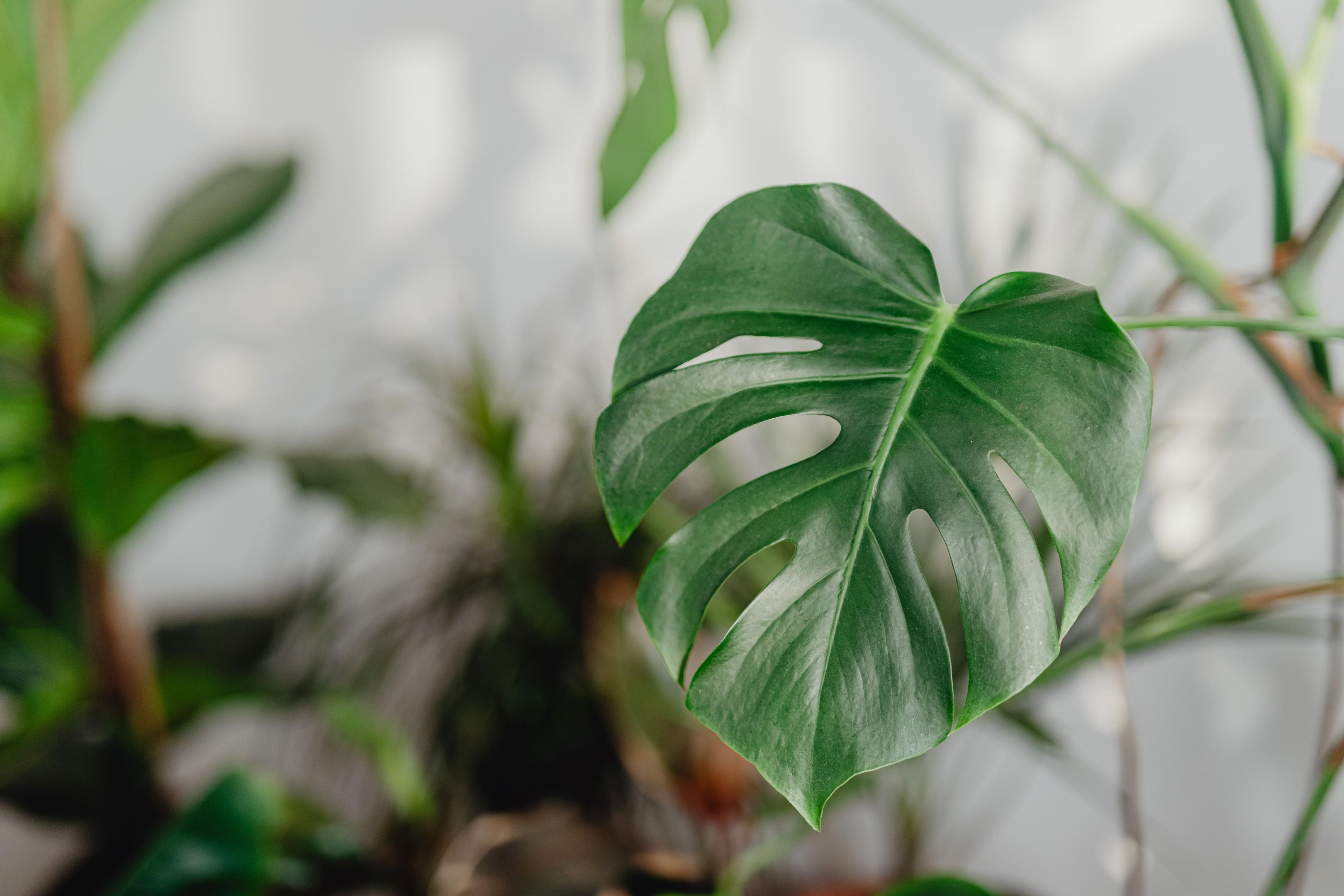 Monstera