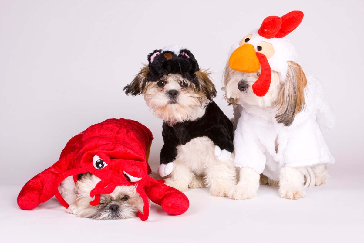 A selection of Halloween dog costumes available in a shop.