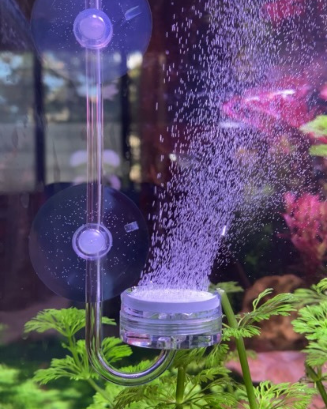 Ensure consistent levels of CO2 in your aquarium