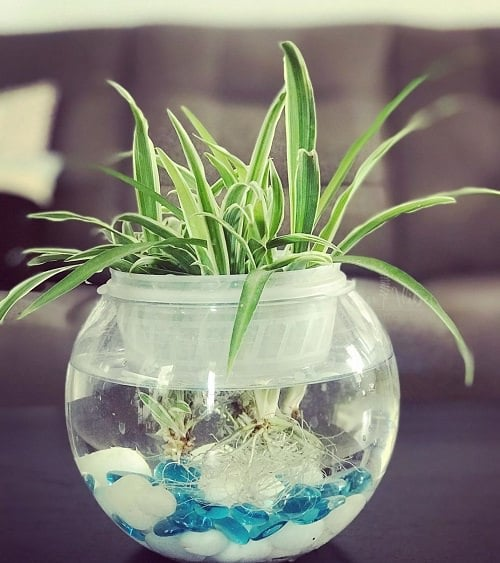 Can I grow spider plants in water?