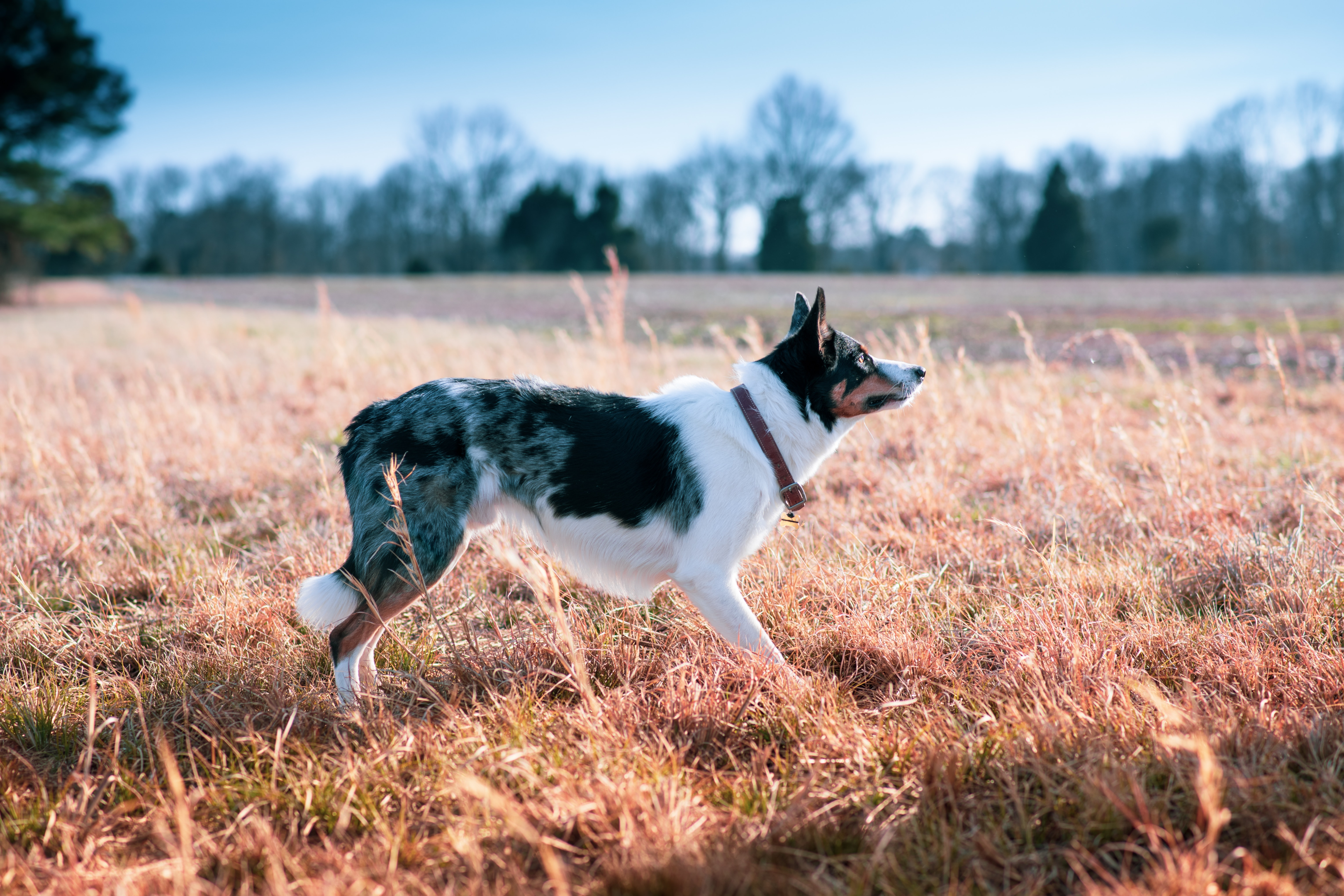 Border Collie in a field.