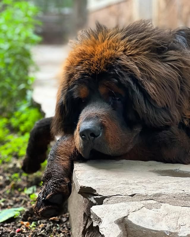 relaxed tibetan mastiff