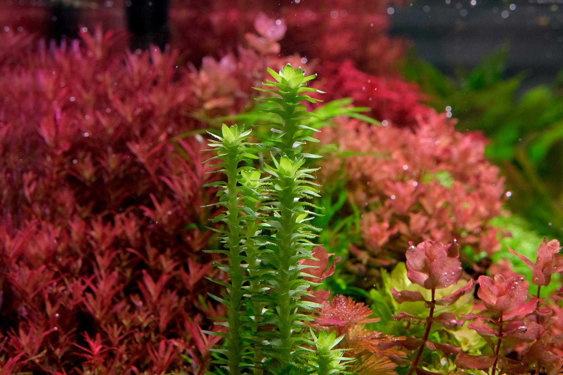 Close up of Tonina species against red aquatic plants.