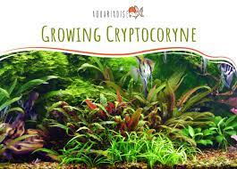 Growing Cryptocoryne - Aquariadise