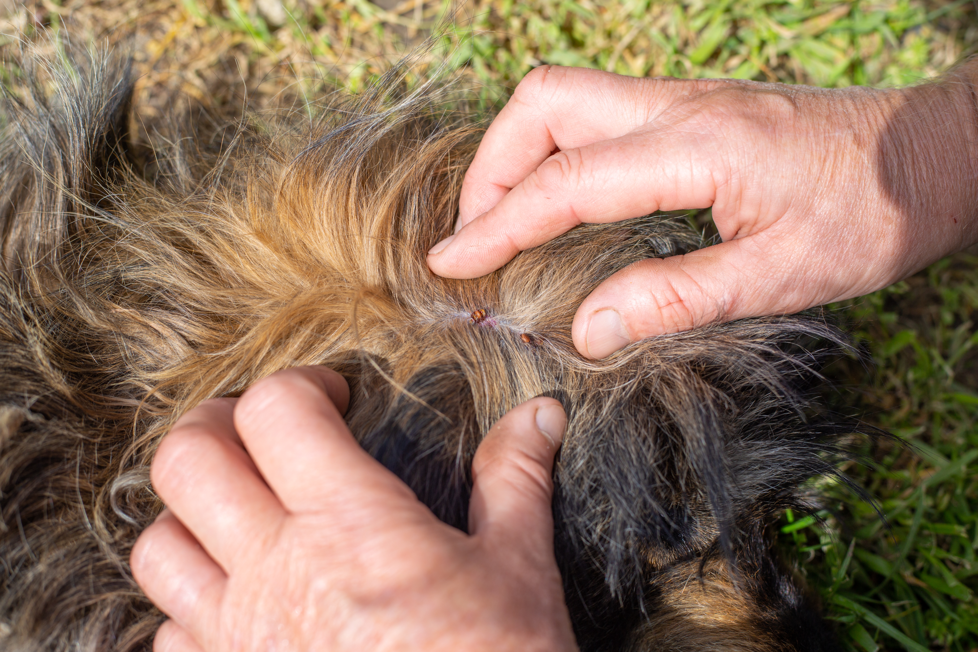 Dogs ear best sale hair falling out