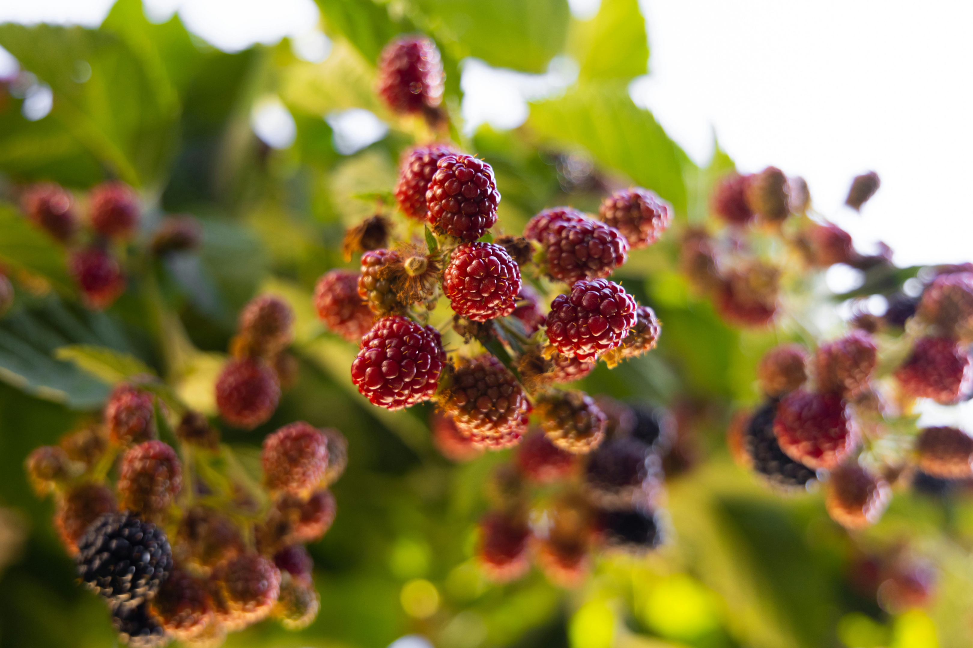 A mulberry tree produces mulberry leaves which offers various health benefits.