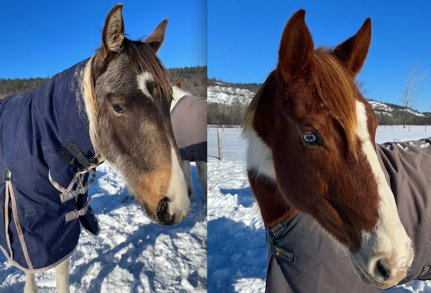 Horse Blanketing Guide Everday Equine