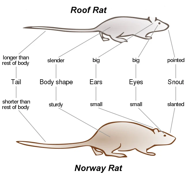 An illustration comparing a roof rat and Norway Rat.
