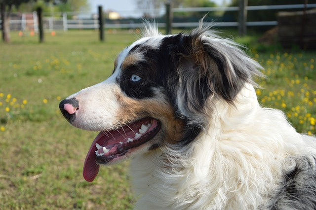 dog, dog portrait, portrait