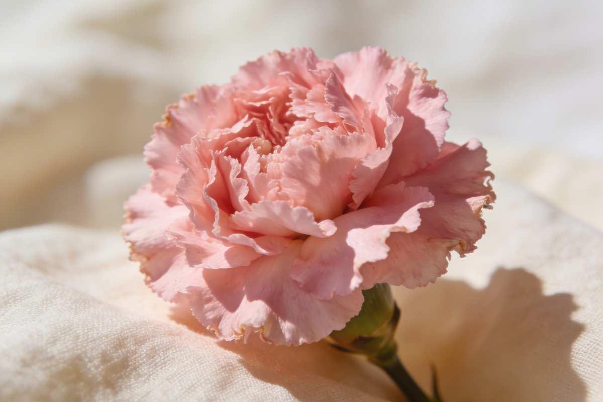 Close-up of a ruffled pink carnation in full bloom — January birth flower