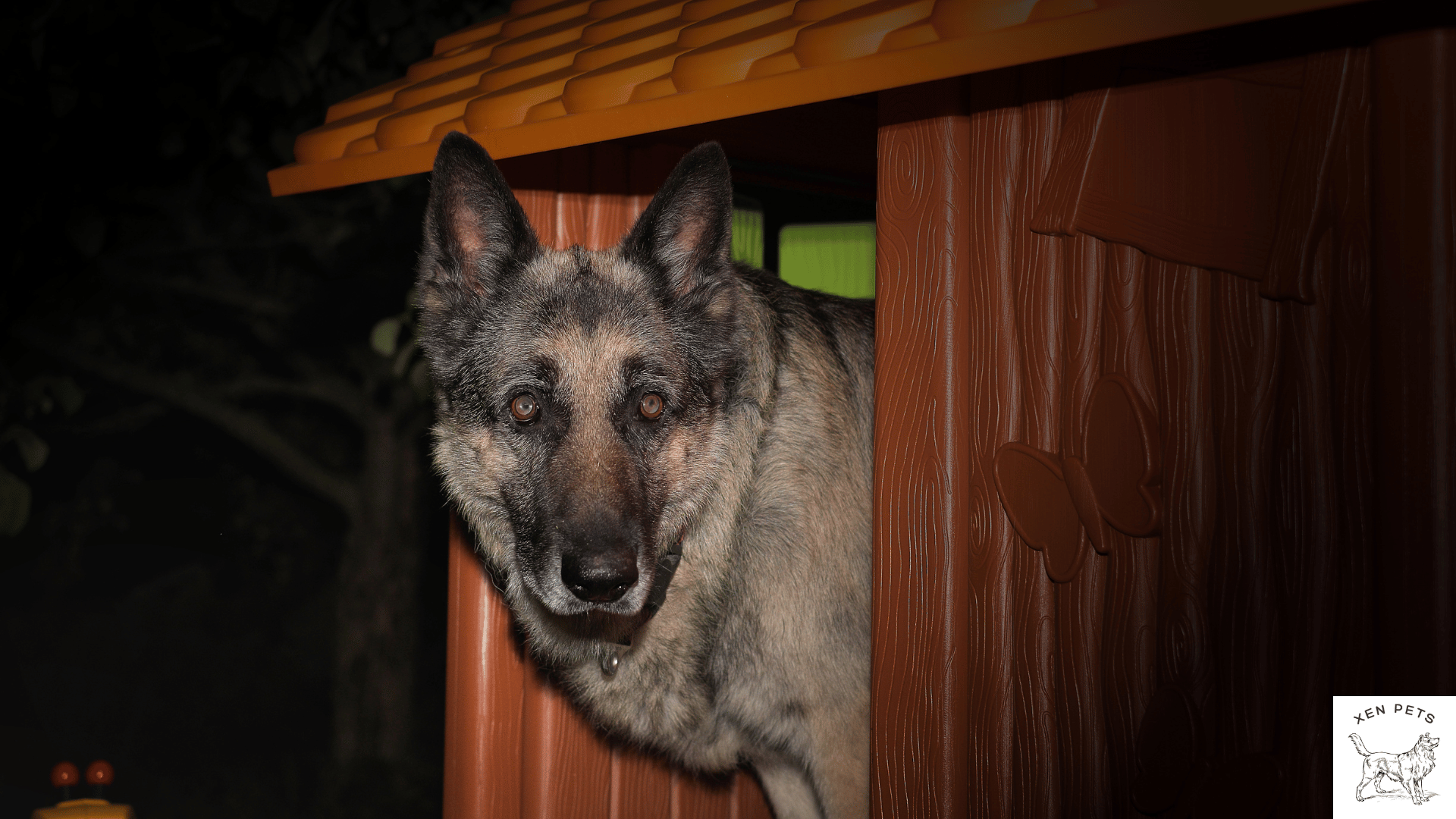 dog pacing at night