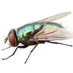 blow fly or bottle fly