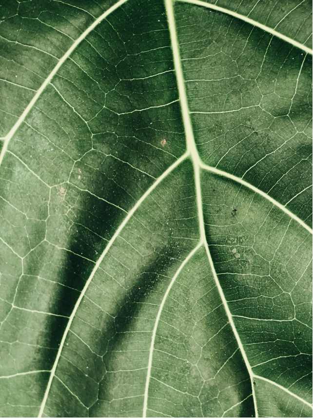 Healthy leaf structure