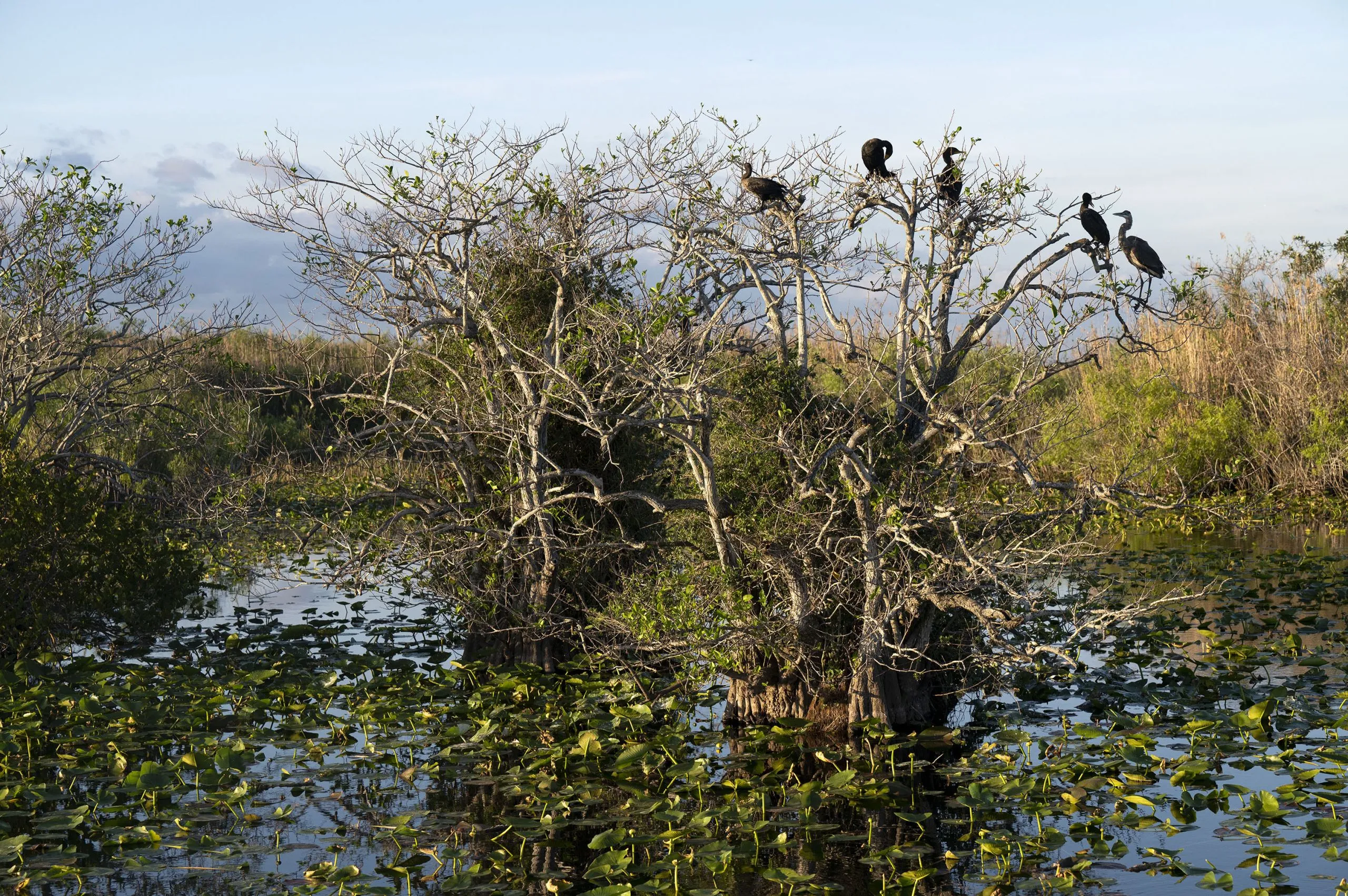 Bird-Watching Trails In The Everglades, Anhinga Trail