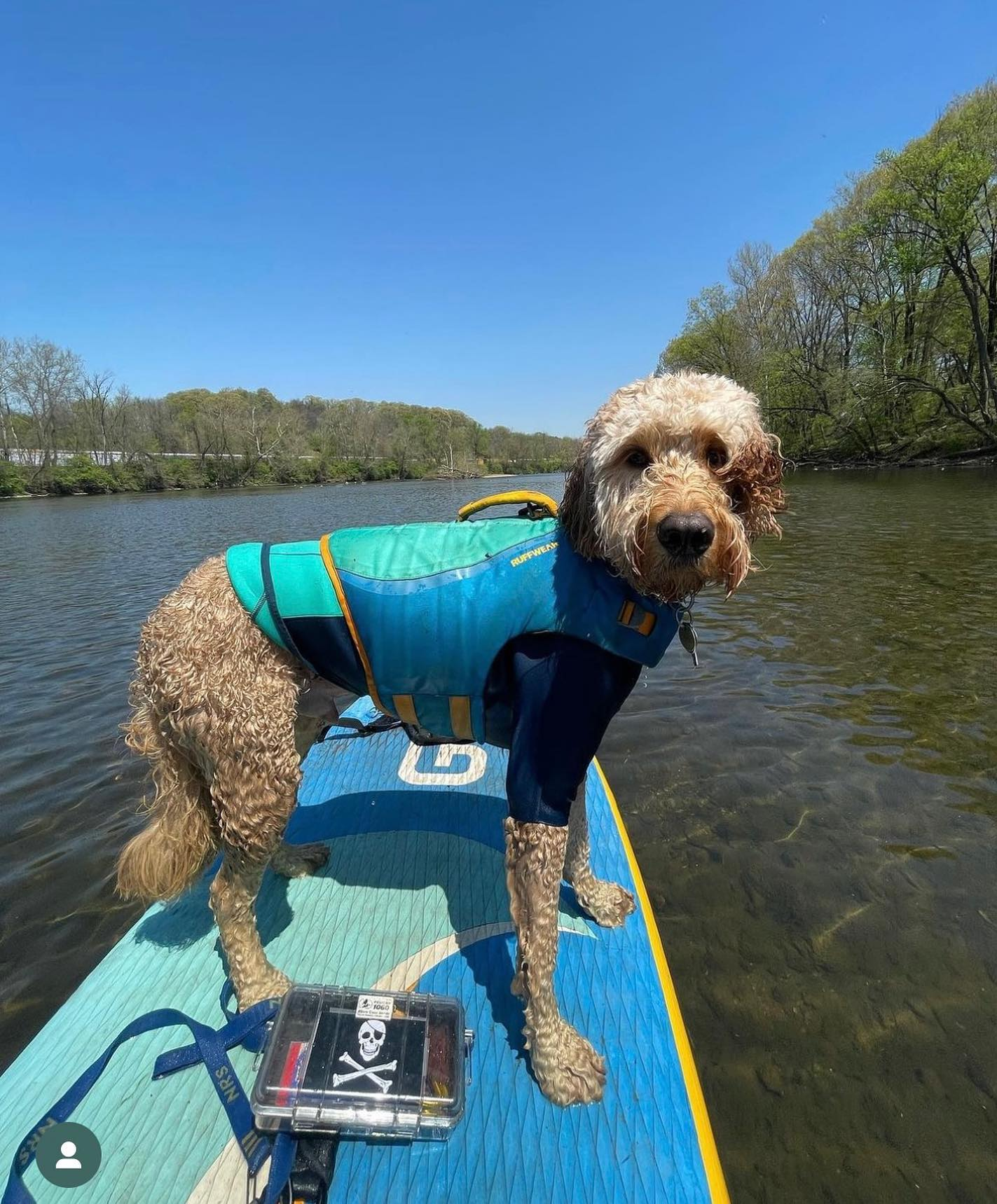 dog on a stand up paddleboard