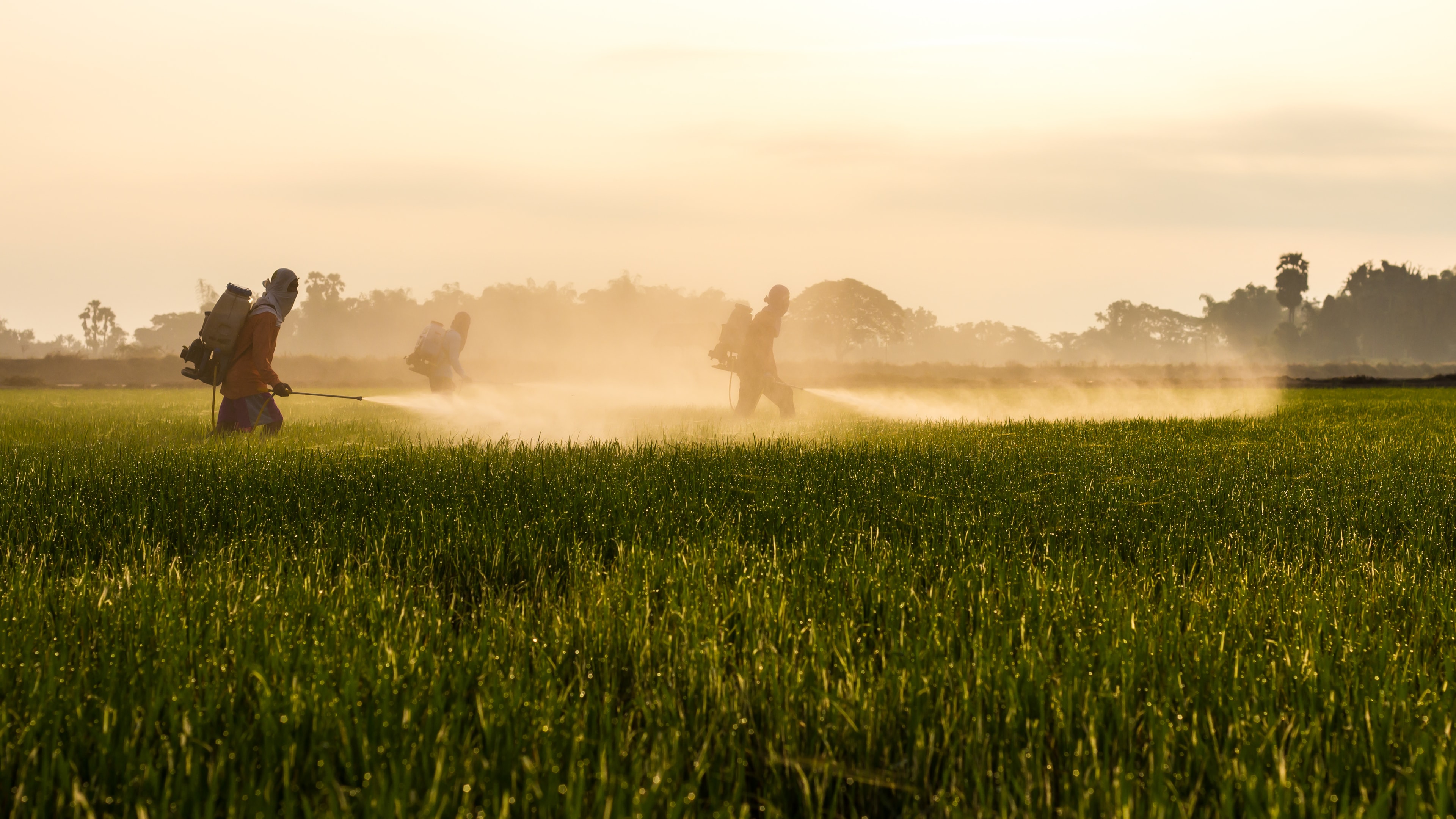 Cannabis, especially cannabis grown outdoors, is liable to be exposed to more pesticides. Many pesticides can be harmful to those in the market that enjoy cannabis.