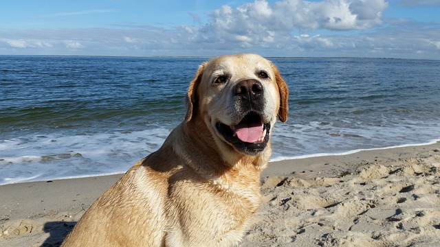 labrador sea, labrador beach, labrador vacation