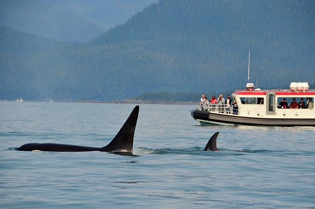 orcas, killer whales, whale watching