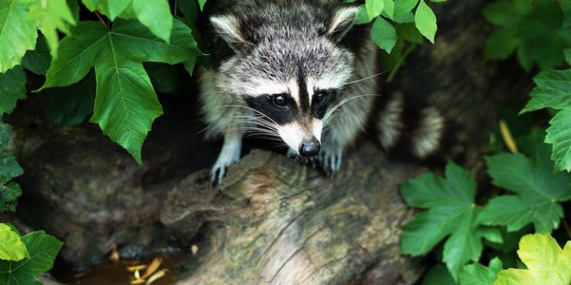 Who To Call For Wildlife Removal