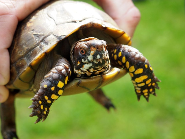 turtle, nature, animal