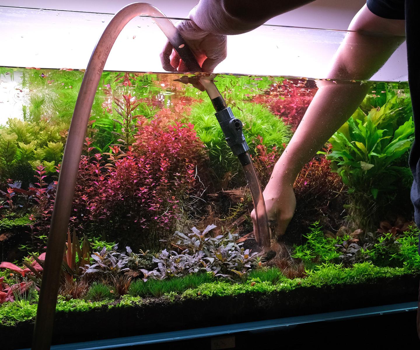 Water Hose in lush planted Dutch Style aquarium