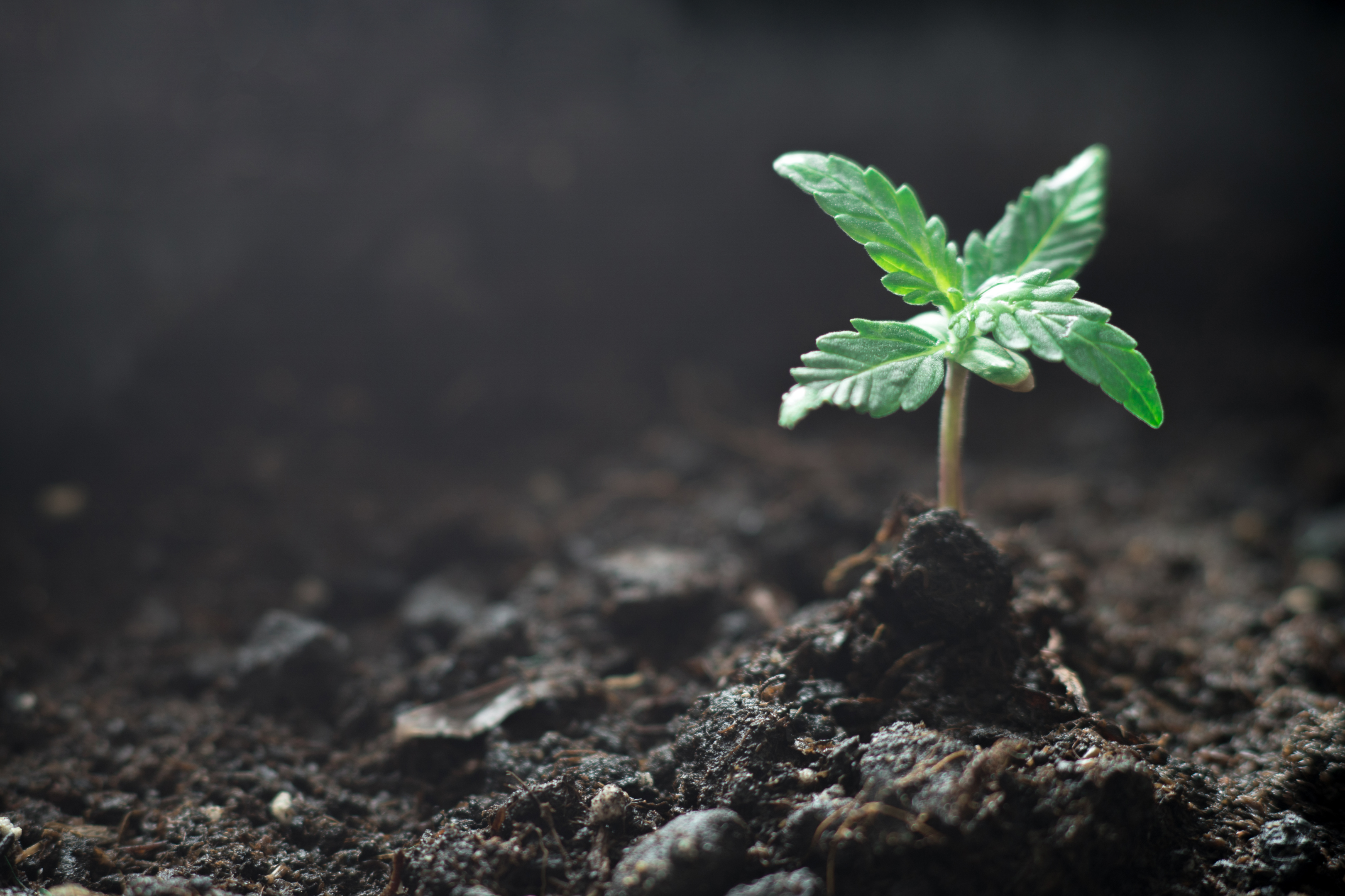 The Best Soil for Growing Cannabis 